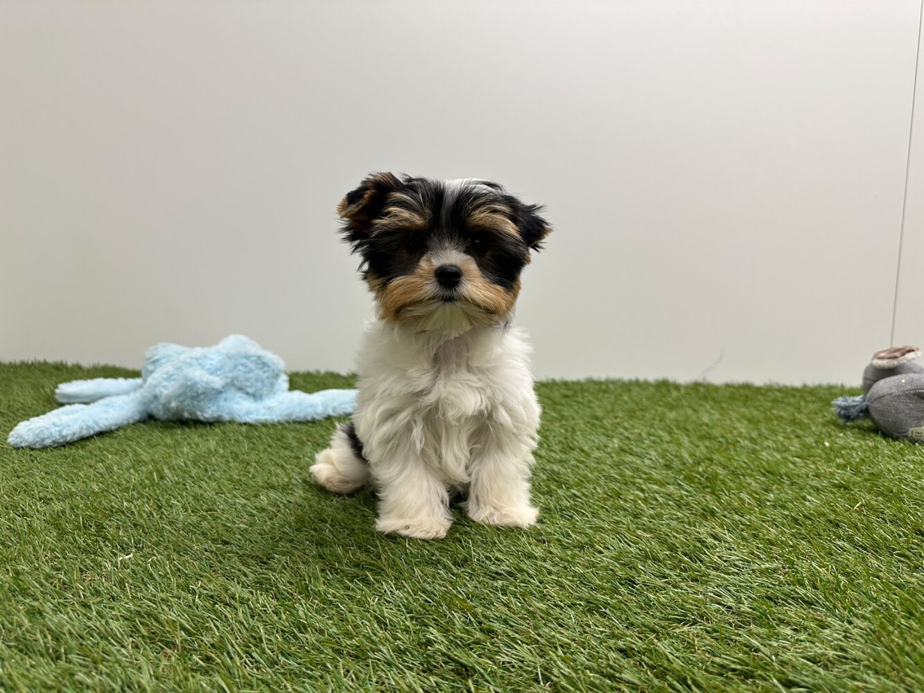 Biewer yorkshire terrier Female Tricolor - PUP-ID 010757423 | Dierenhof Debrabandere