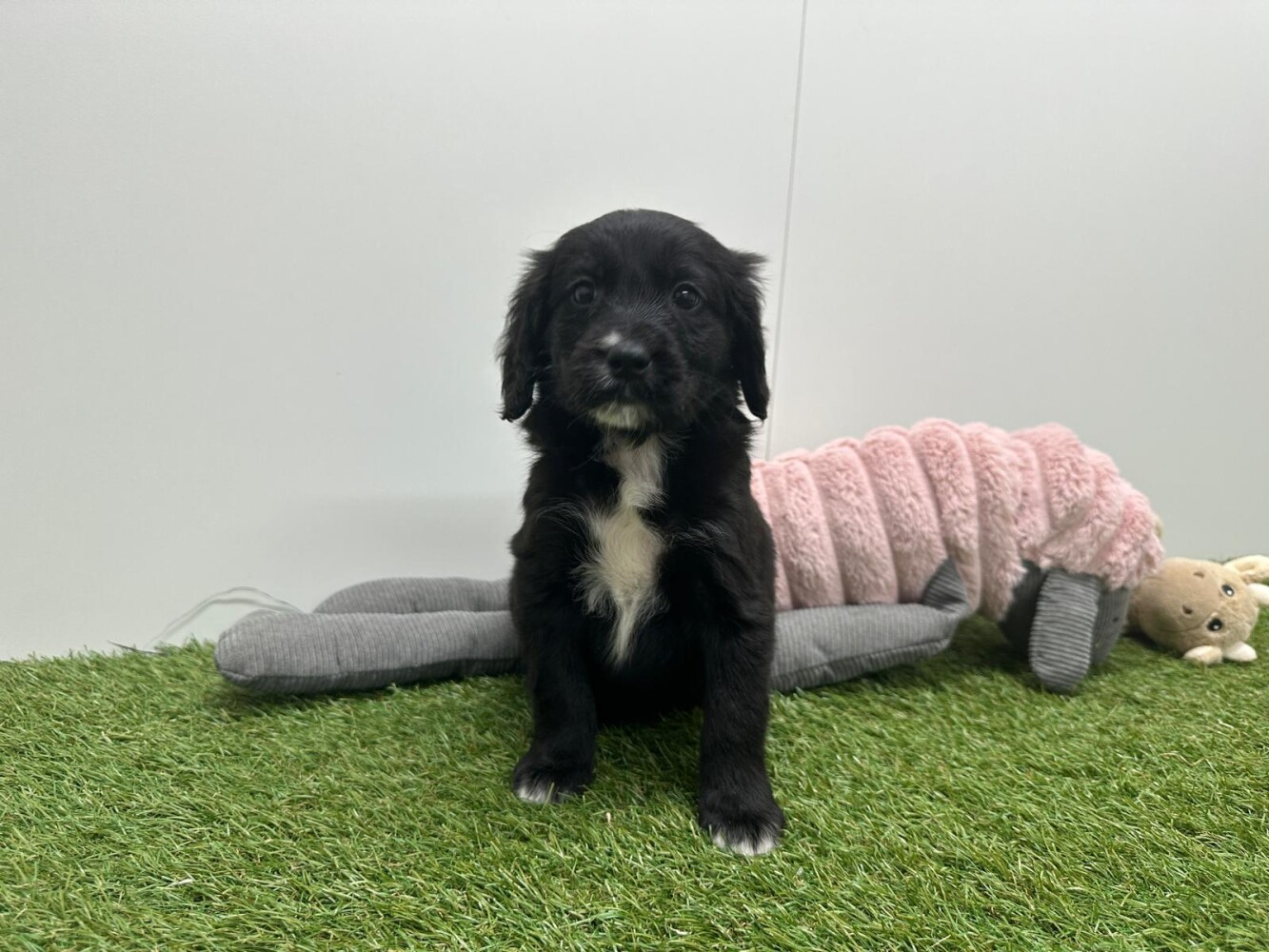 Kruising Vrouwelijk Zwart - PUP-ID 010762753 | Dierenhof Debrabandere