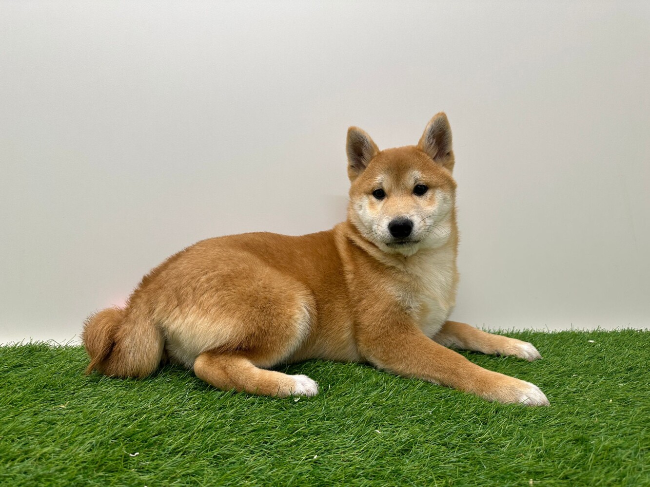 Shiba Inu