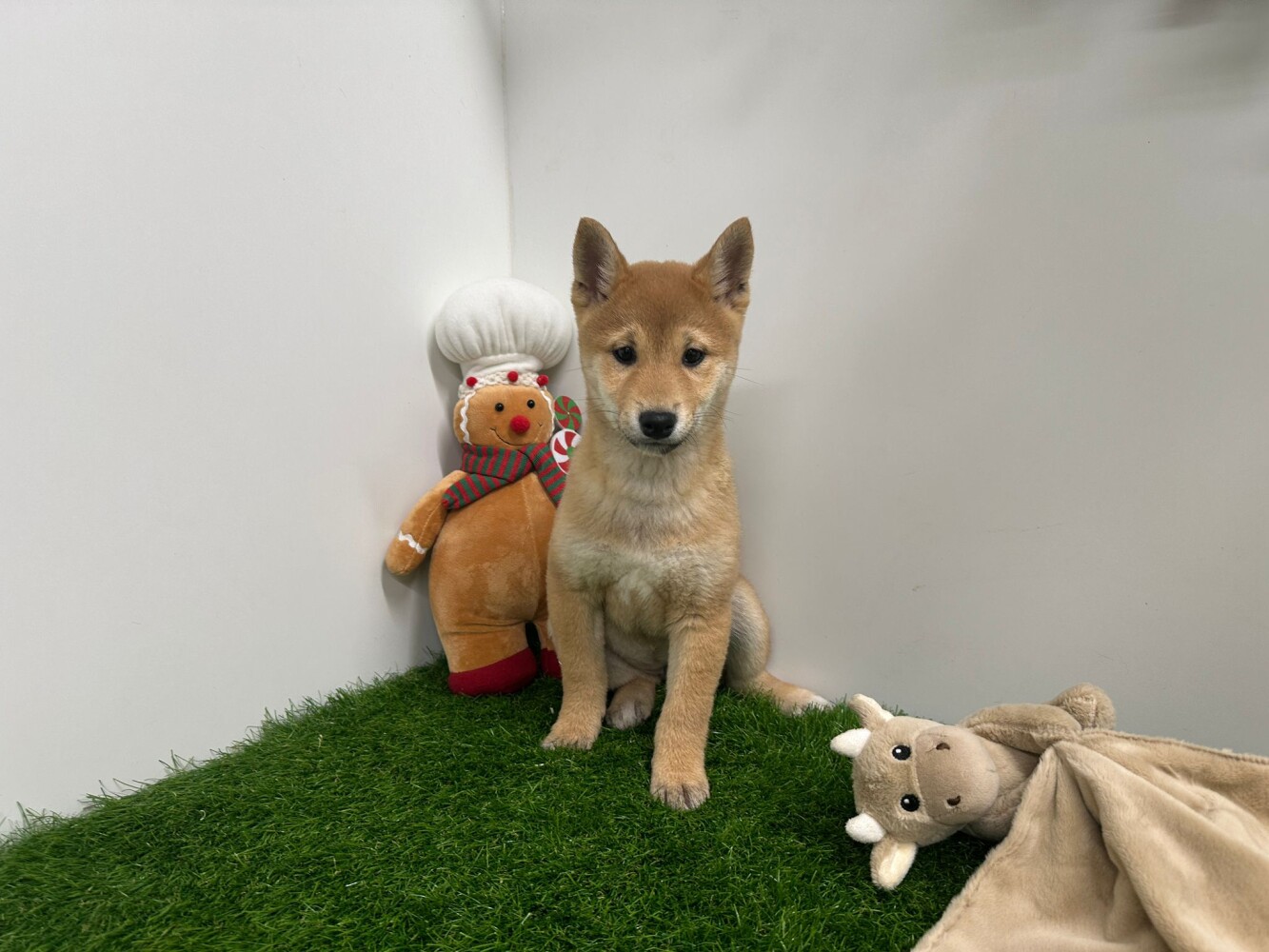 Shiba Inu