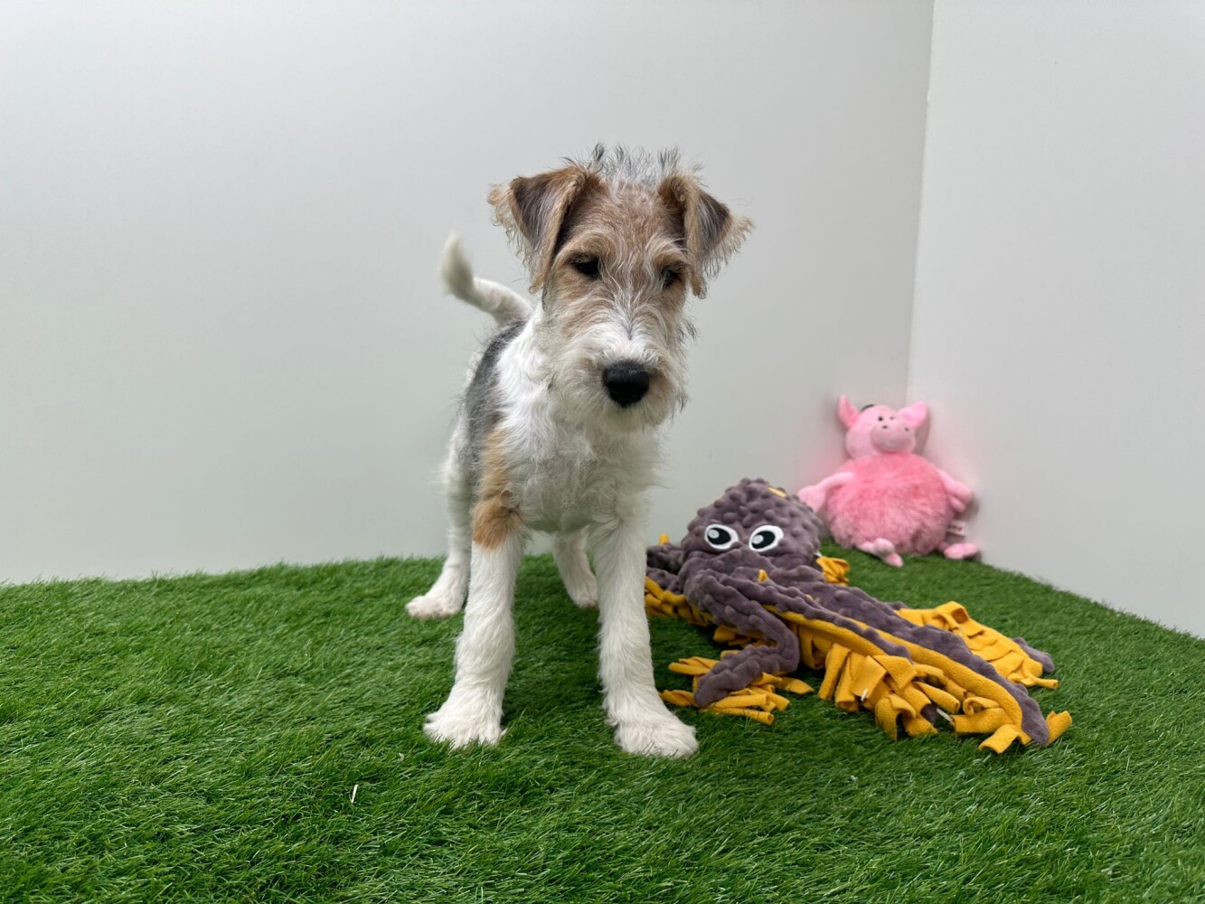 HOT Smooth Fox Travella Fox Terriers Wire Haired Smooth Fox