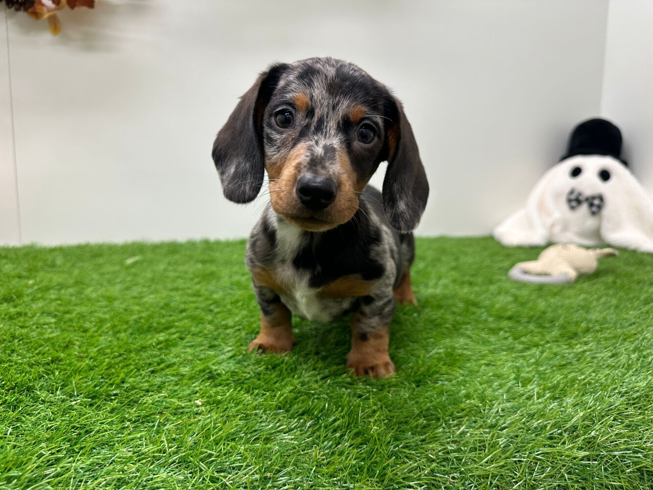Looking for a Dachshund puppy? Dog Kennel Debrabandere Pups