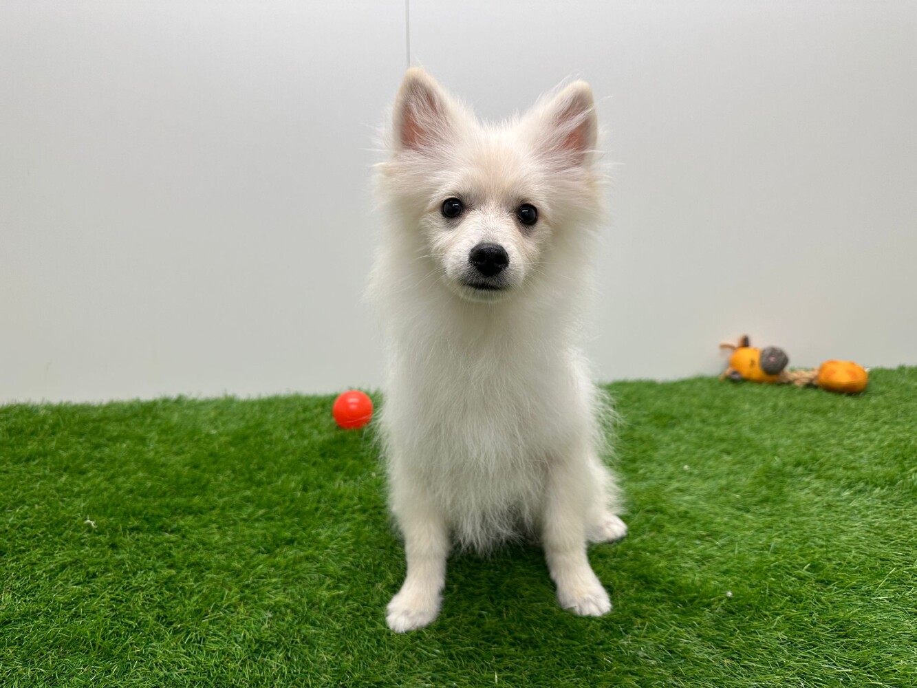 Breeds Buy Small Puppy Breeds List All Small Dog Breeds Different