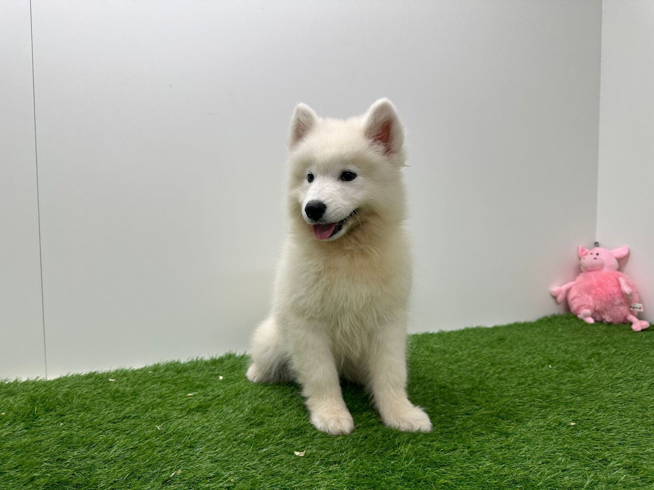 deals samoyed samoyed dog puppy for sale