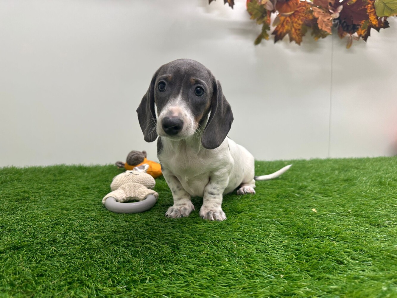 Dachshund Dog Badger Hunting Dog Funny Cute Dachshund Dachshunds