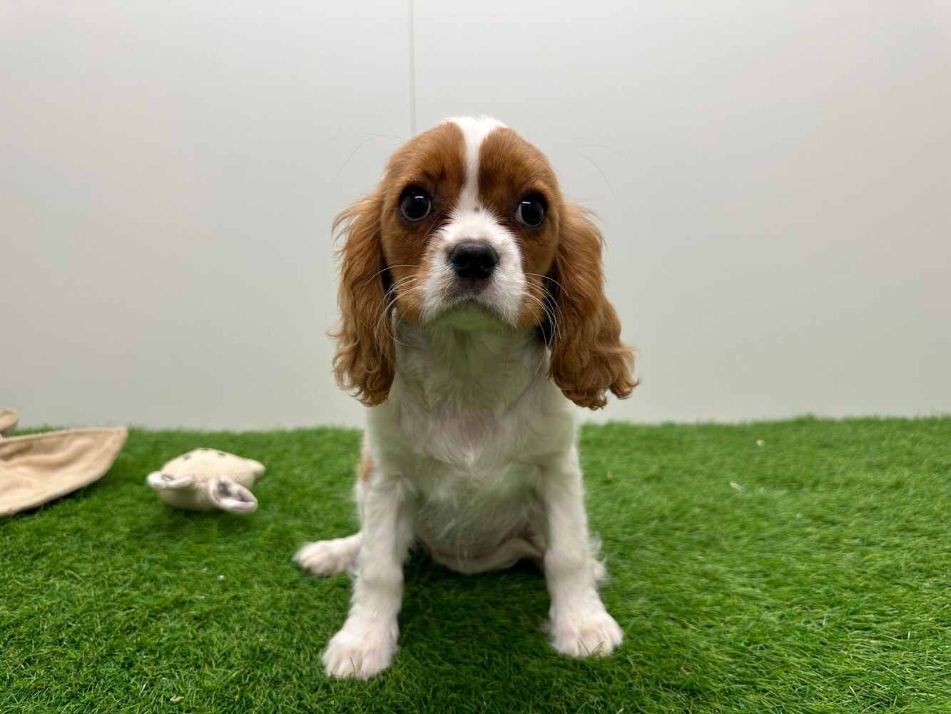 Cavalier King Charles Spaniel