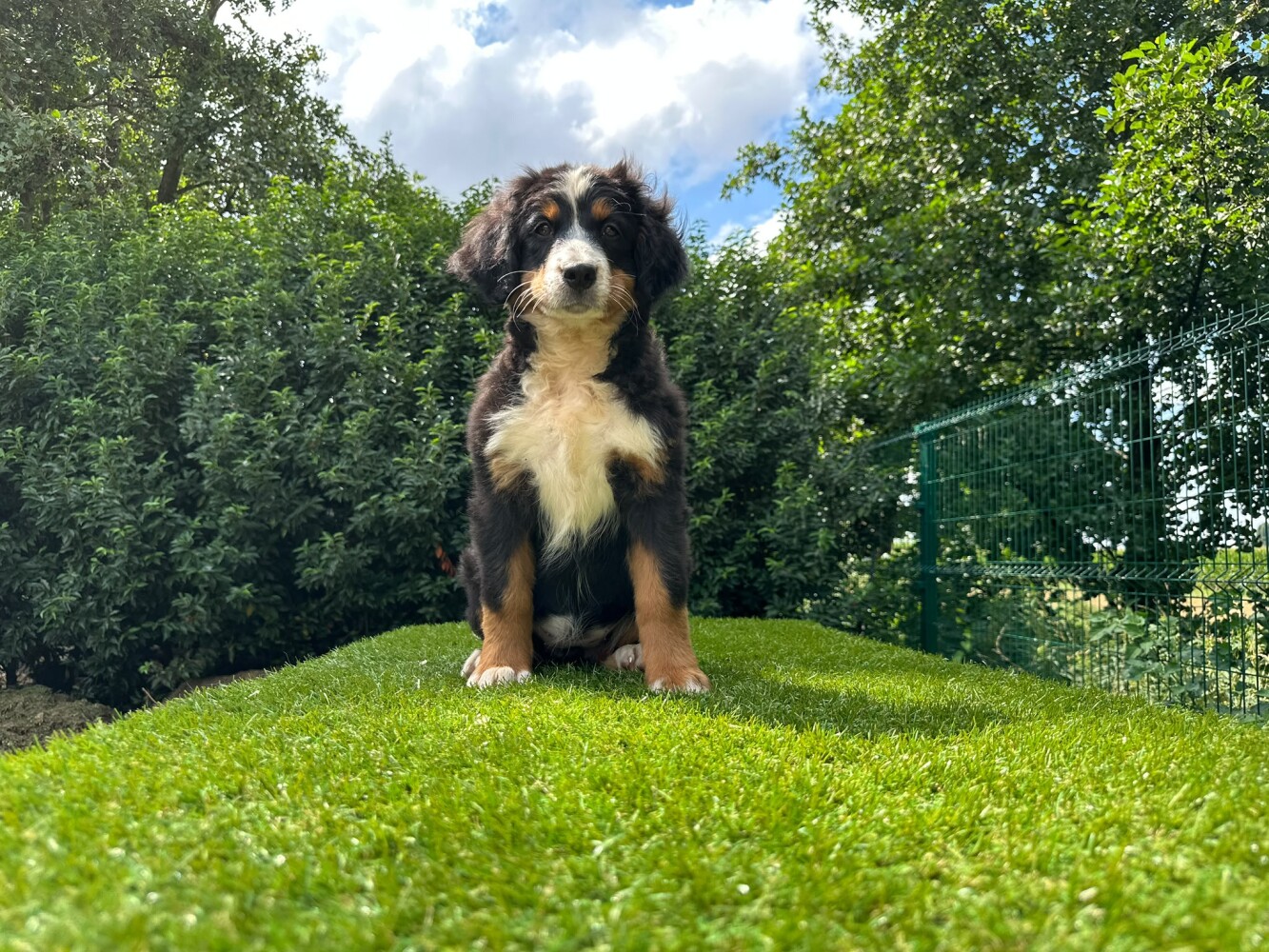 Berner Sennen Vrouwelijk Tricolor - PUP-ID 014496556 | Dierenhof Debrabandere