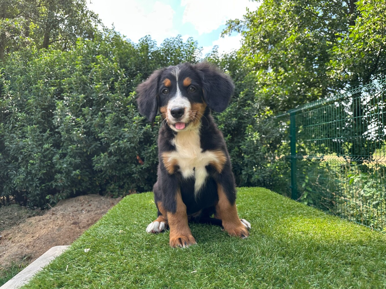 Berner Sennen Vrouwelijk Tricolor - PUP-ID 014496557 | Dierenhof Debrabandere