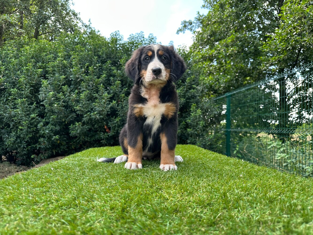 Bernese Mountain Dog Female Tricolor - PUP-ID 014496621 | Dierenhof Debrabandere