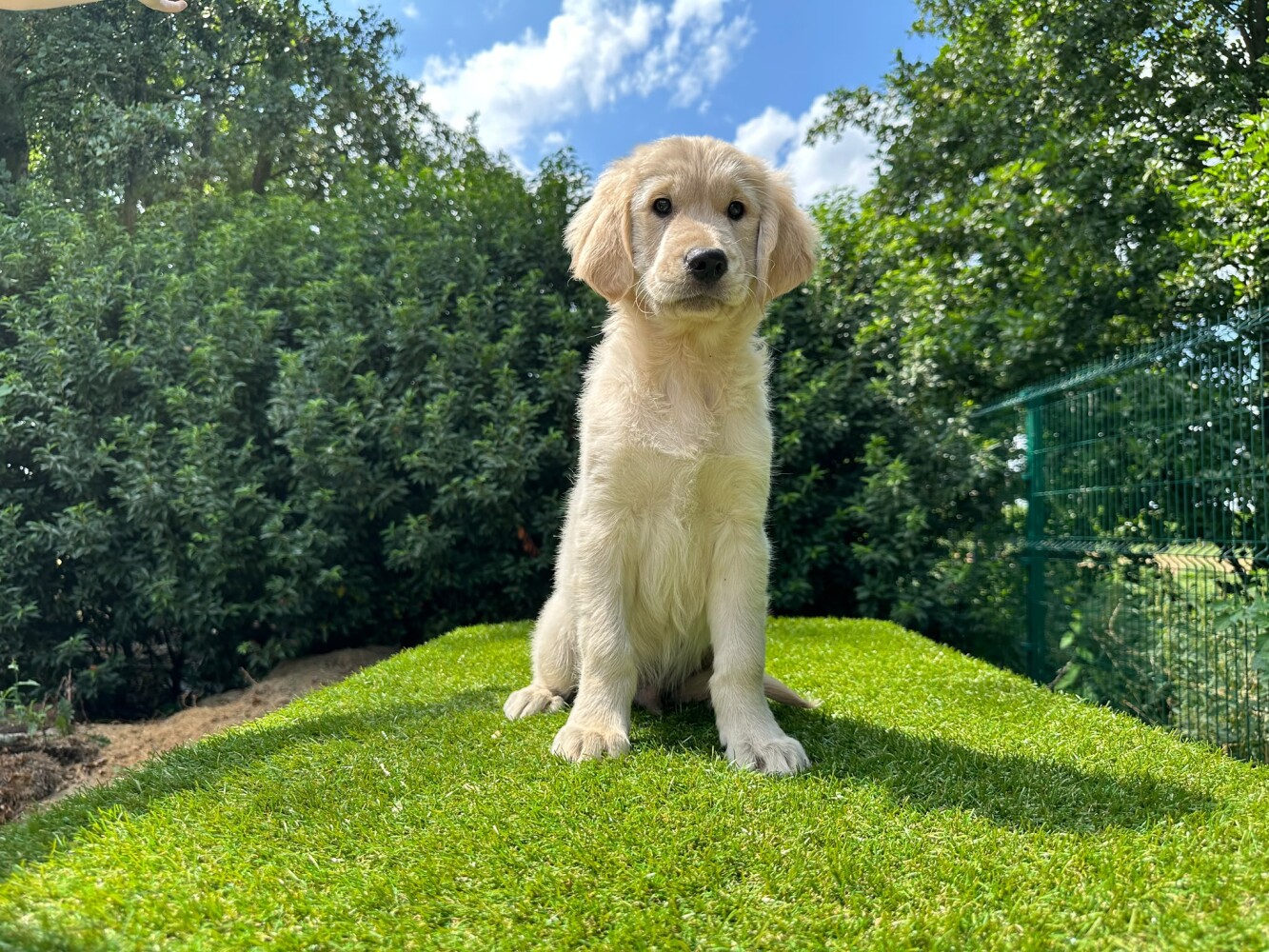 Golden Retriever Male Gold - PUP-ID 014496631 | Dierenhof Debrabandere