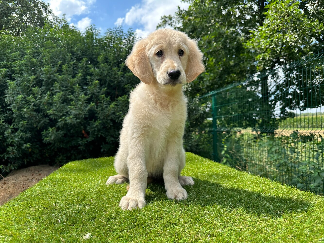 Golden Retriever Vrouwelijk Gold - PUP-ID 014496632 | Dierenhof Debrabandere