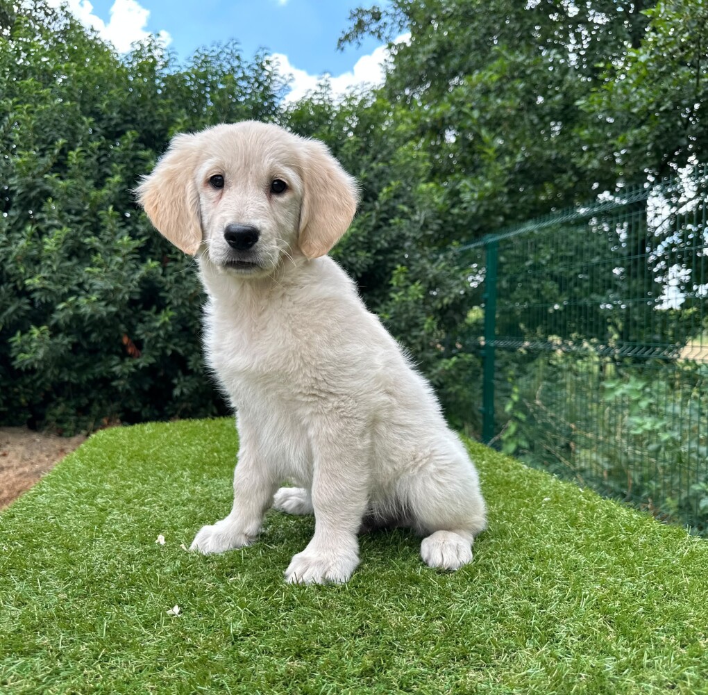 Golden Retriever Male Gold - PUP-ID 014496637 | Dierenhof Debrabandere