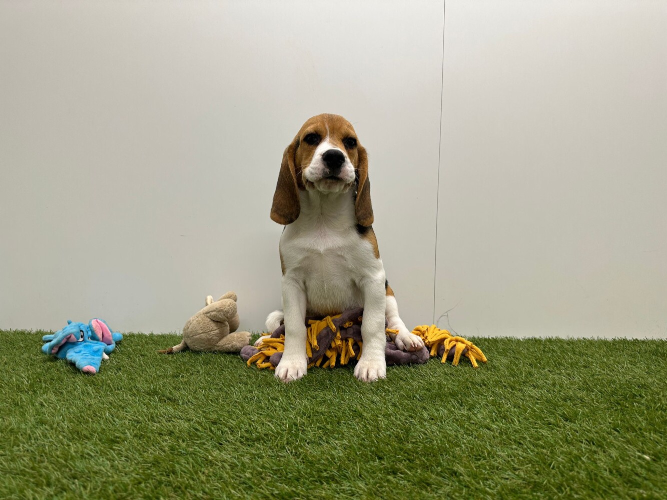 Beagle