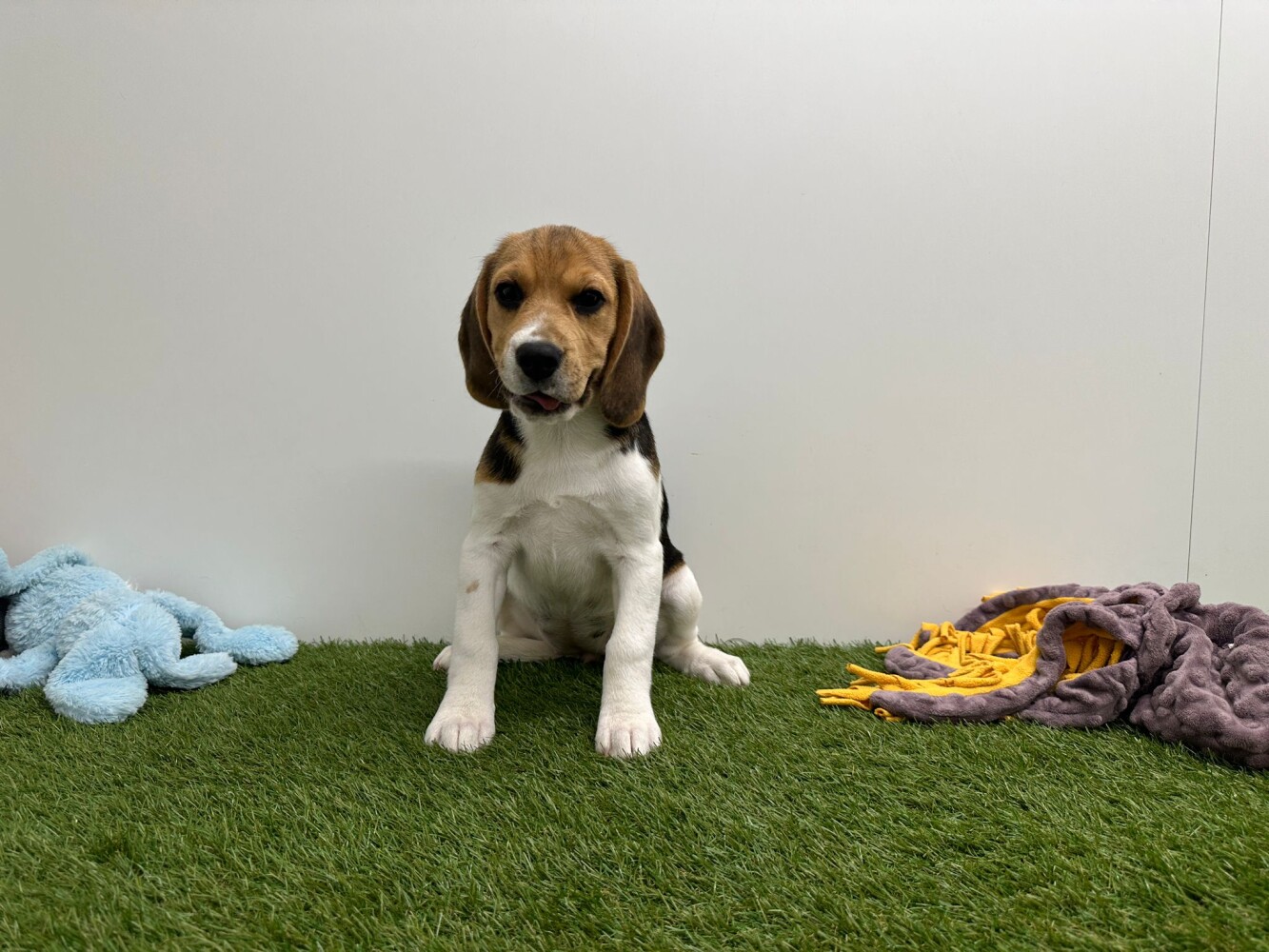 Beagle