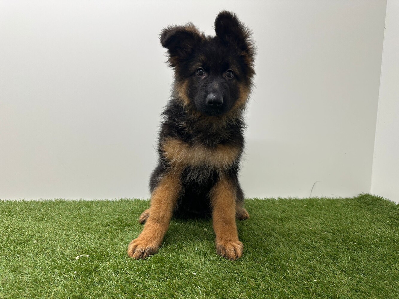Berger Allemand
