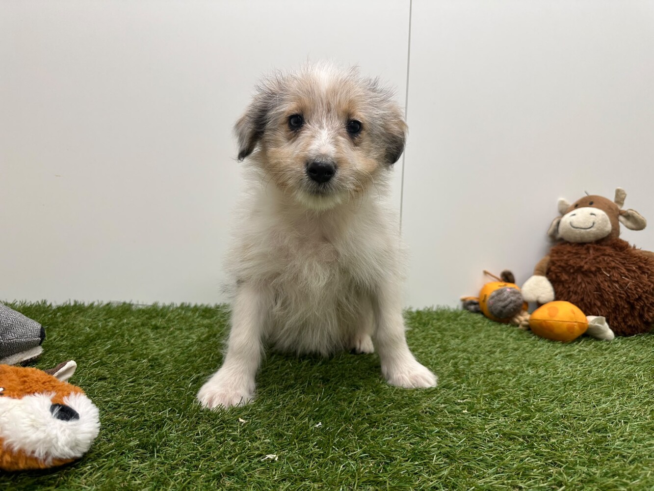 Crossbreed Male Merle - PUP-ID 014729181 | Dierenhof Debrabandere