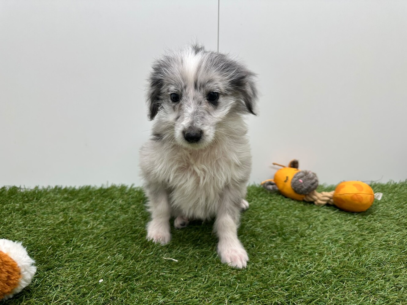 Kruising Mannelijk Merle - PUP-ID 014729183 | Dierenhof Debrabandere