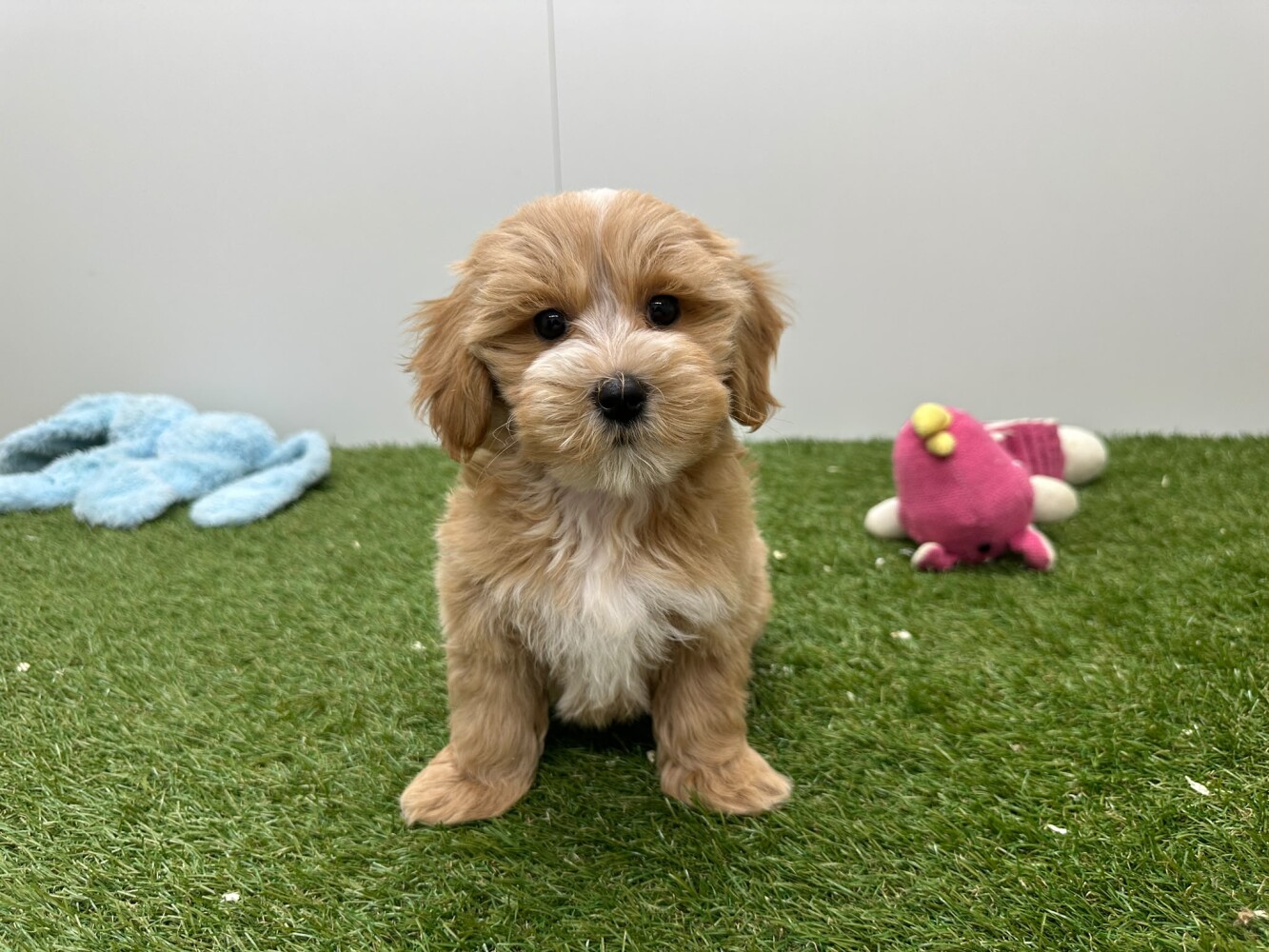 Maltipoo Mannelijk Abricot - PUP-ID 014729186 | Dierenhof Debrabandere