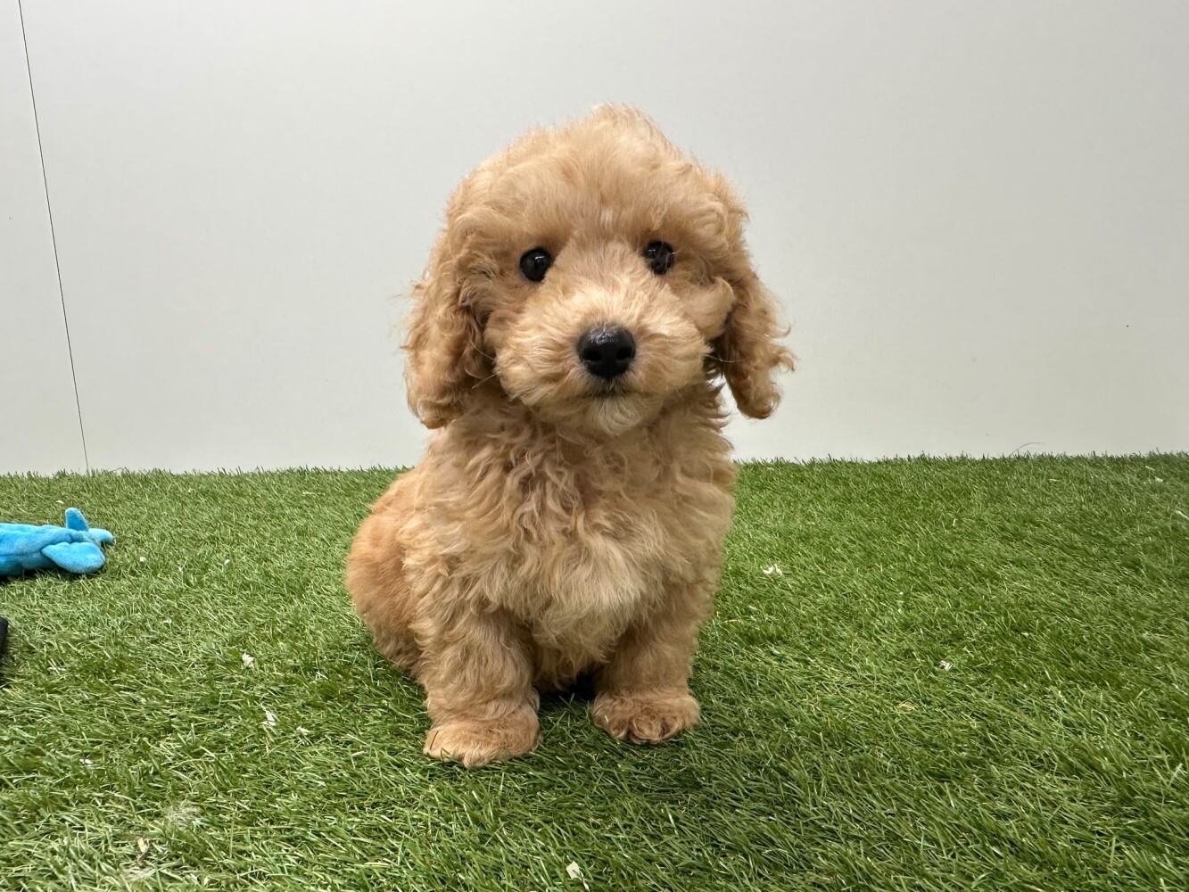 Maltipoo Male Abricot - PUP-ID 014729188 | Dierenhof Debrabandere