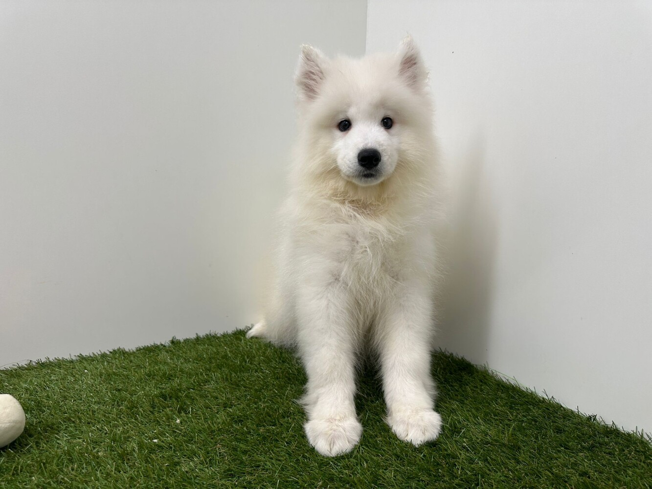 Samoyed Male White - PUP-ID 014729202 | Dierenhof Debrabandere