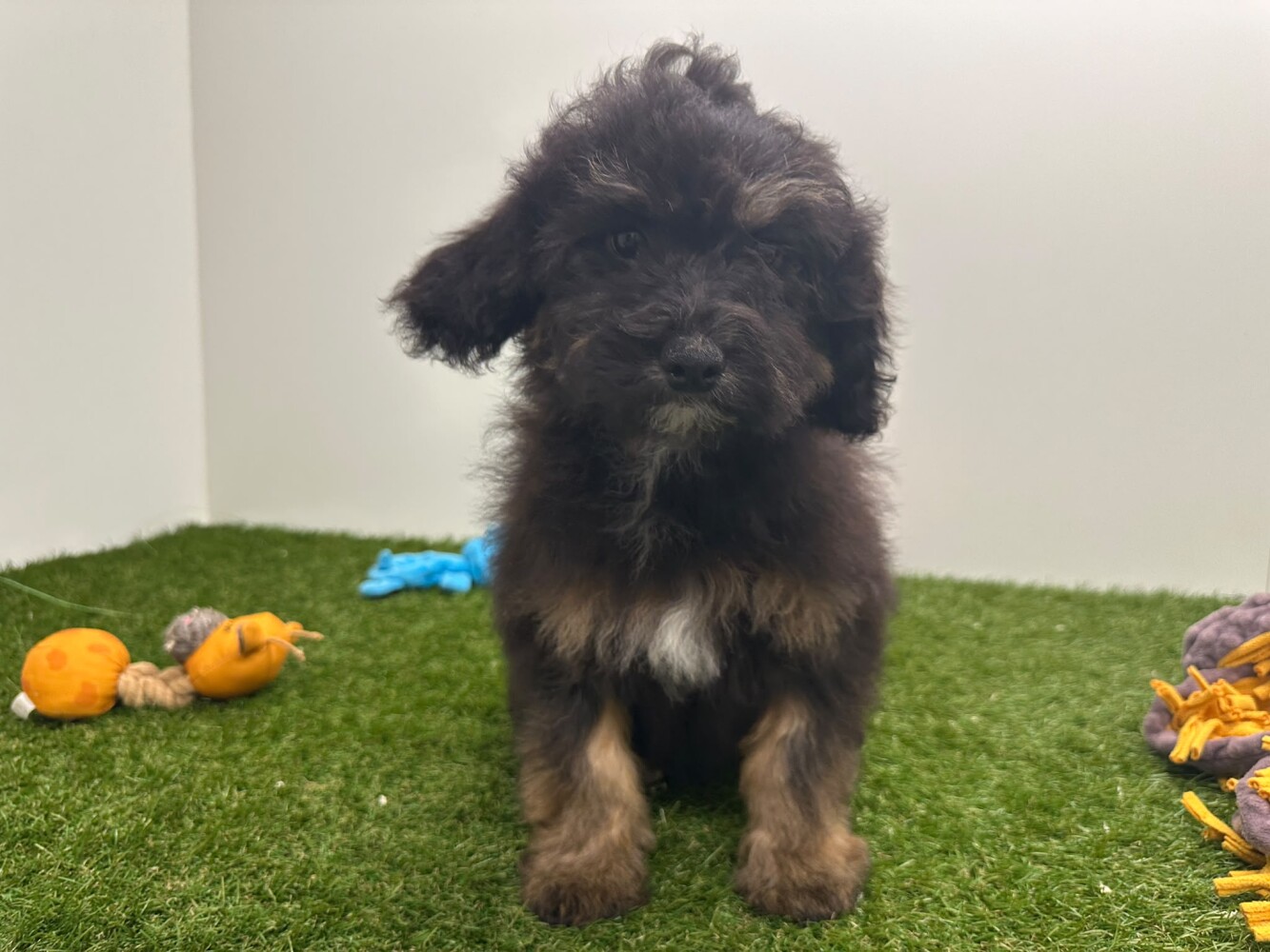 Havapoo Vrouwelijk Zwart en Tan - PUP-ID 014729247 | Dierenhof Debrabandere