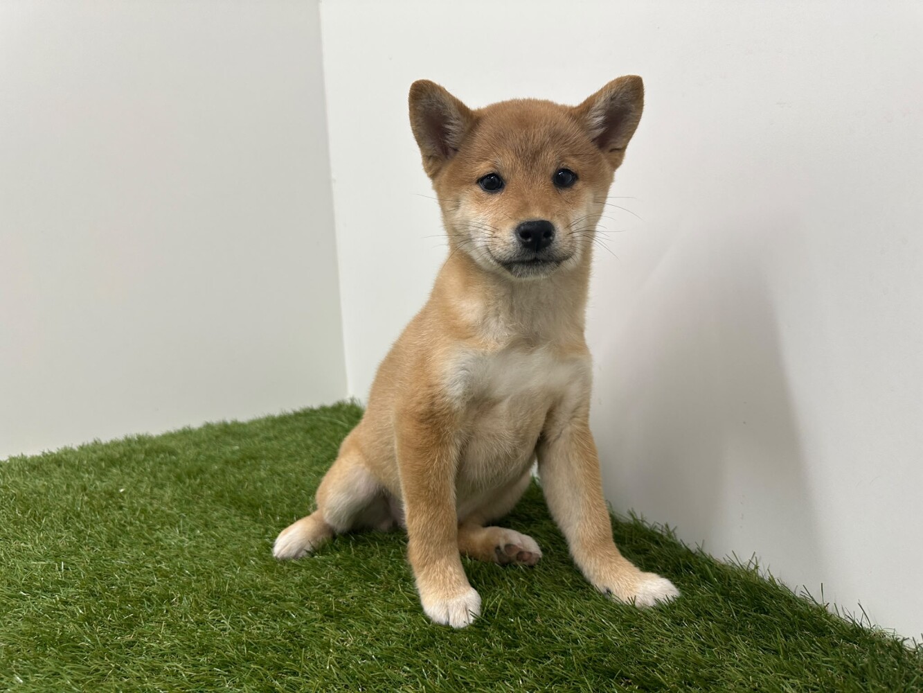 Shiba Inu Femelle Sesame - PUP-ID 014729283 | Dierenhof Debrabandere