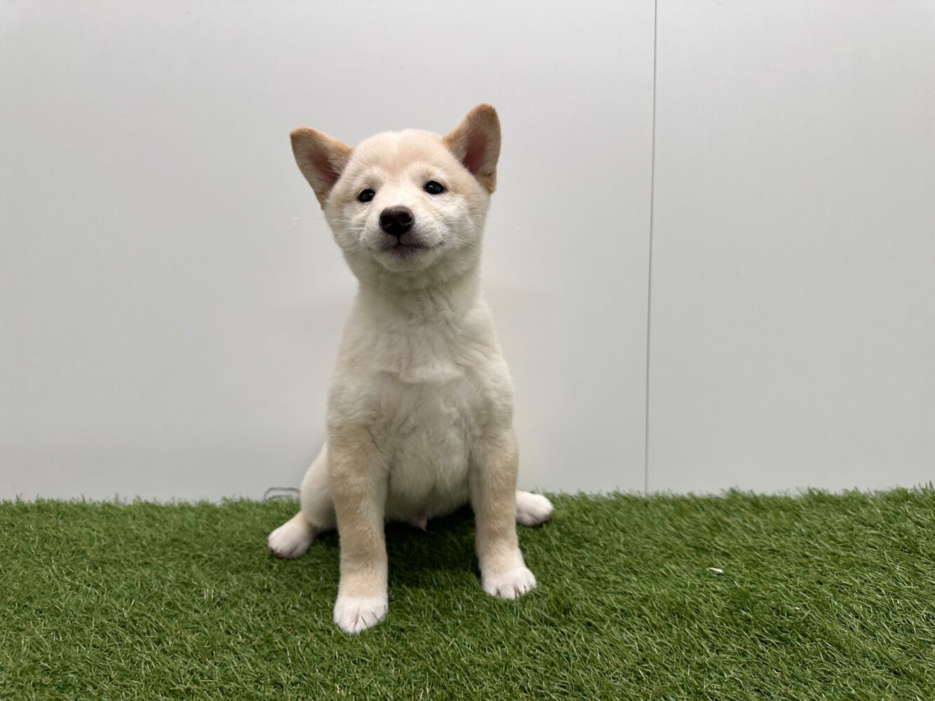 Shiba Inu Mannelijk Creme - PUP-ID 014729293 | Dierenhof Debrabandere