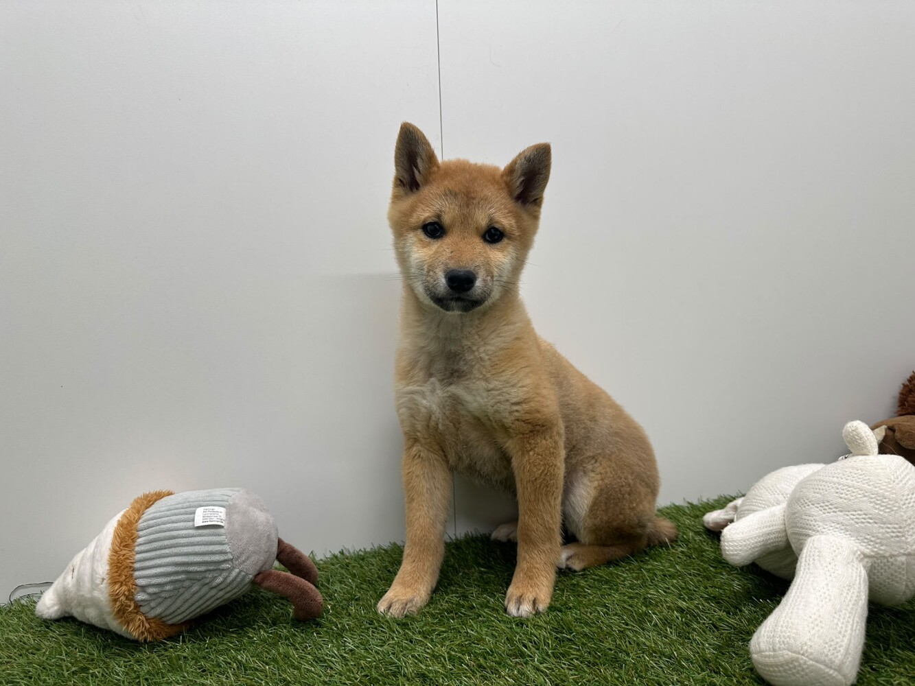 Shiba Inu Femelle Sesame - PUP-ID 014729296 | Dierenhof Debrabandere