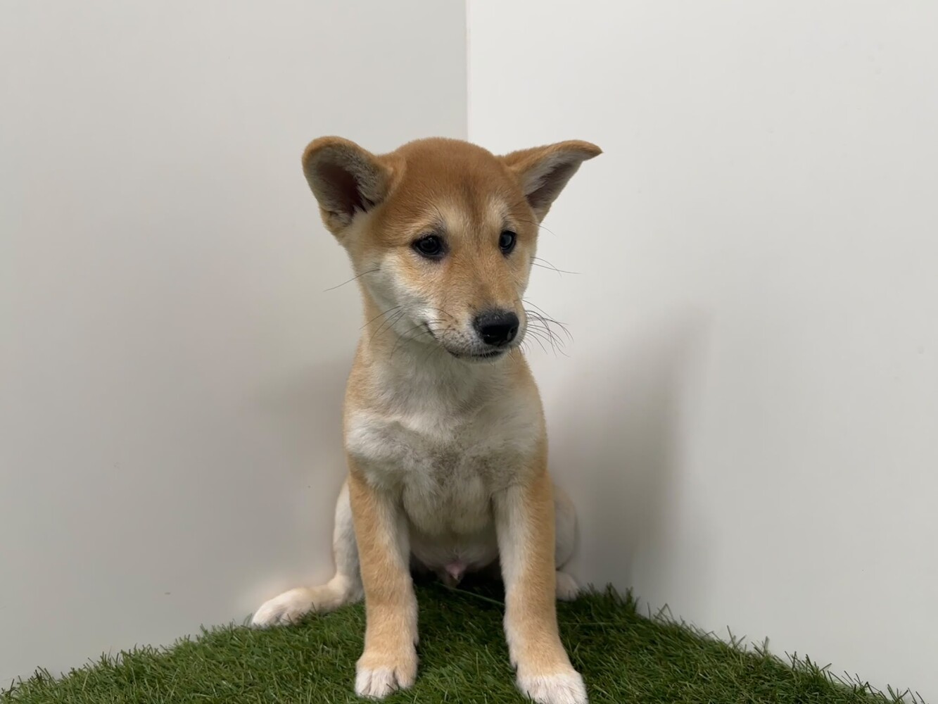 Shiba Inu Mannelijk Sesam - PUP-ID 014729298 | Dierenhof Debrabandere