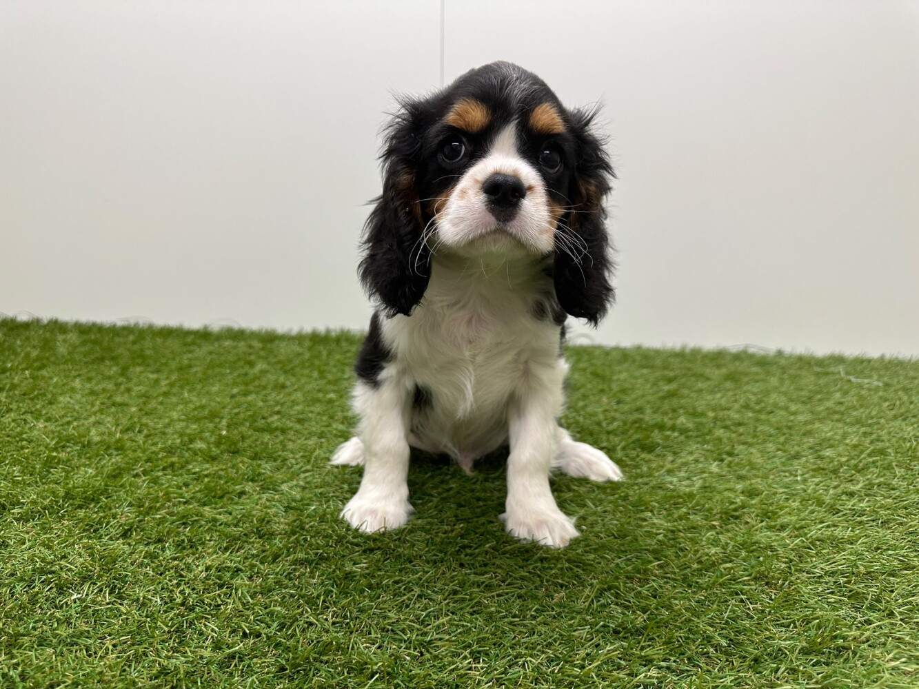 Cavalier King Charles Spaniel Male Tricolor - PUP-ID 014729325 | Dierenhof Debrabandere