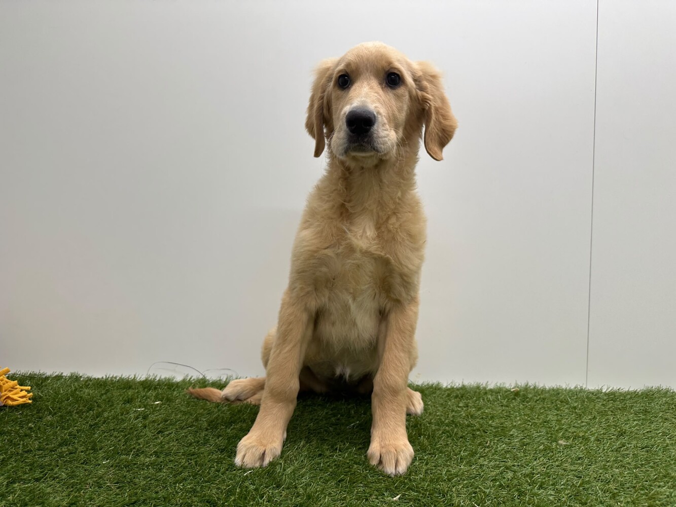 Golden Retriever Female Gold - PUP-ID 014729326 | Dierenhof Debrabandere
