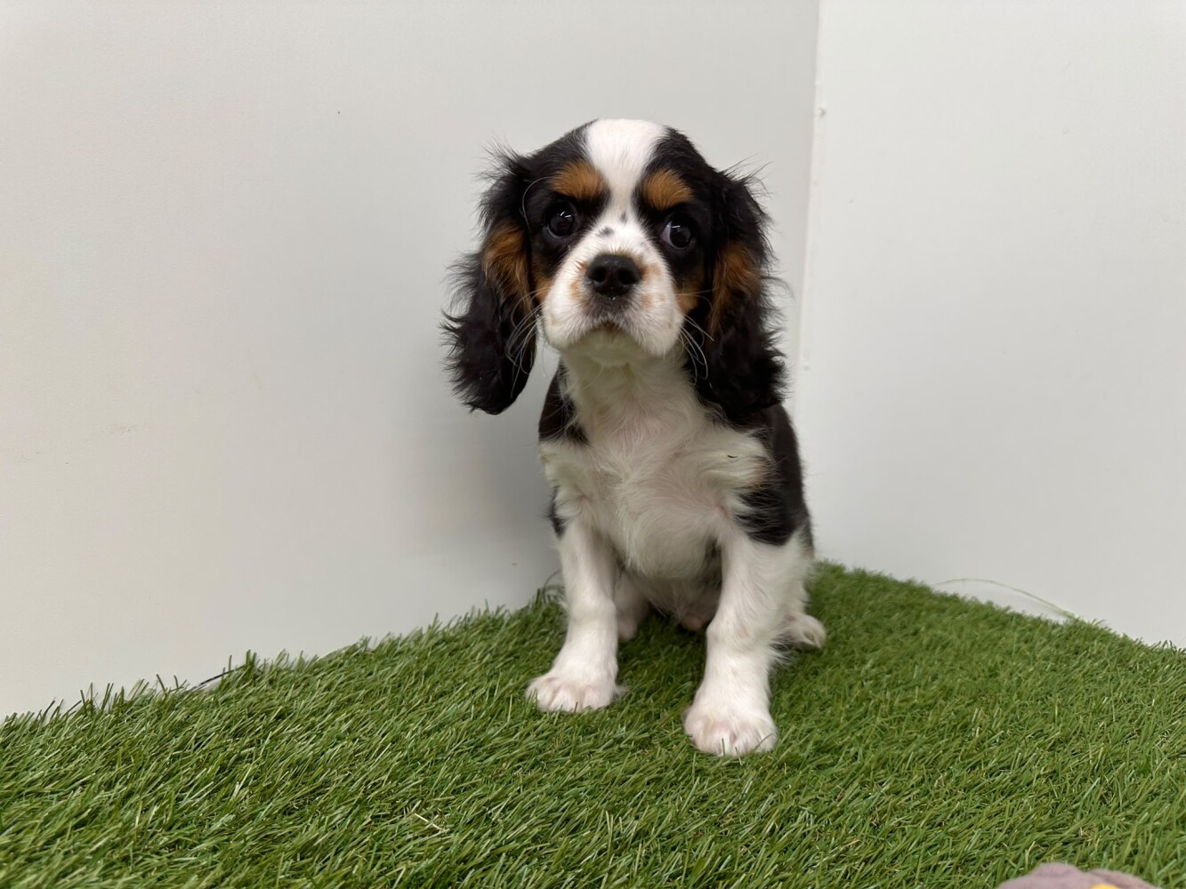 Cavalier King Charles Spaniel Male Tricolor - PUP-ID 014729327 | Dierenhof Debrabandere