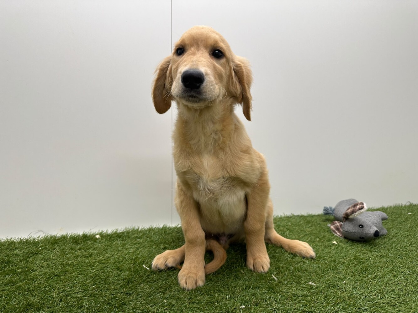 Golden Retriever Male Gold - PUP-ID 014729331 | Dierenhof Debrabandere
