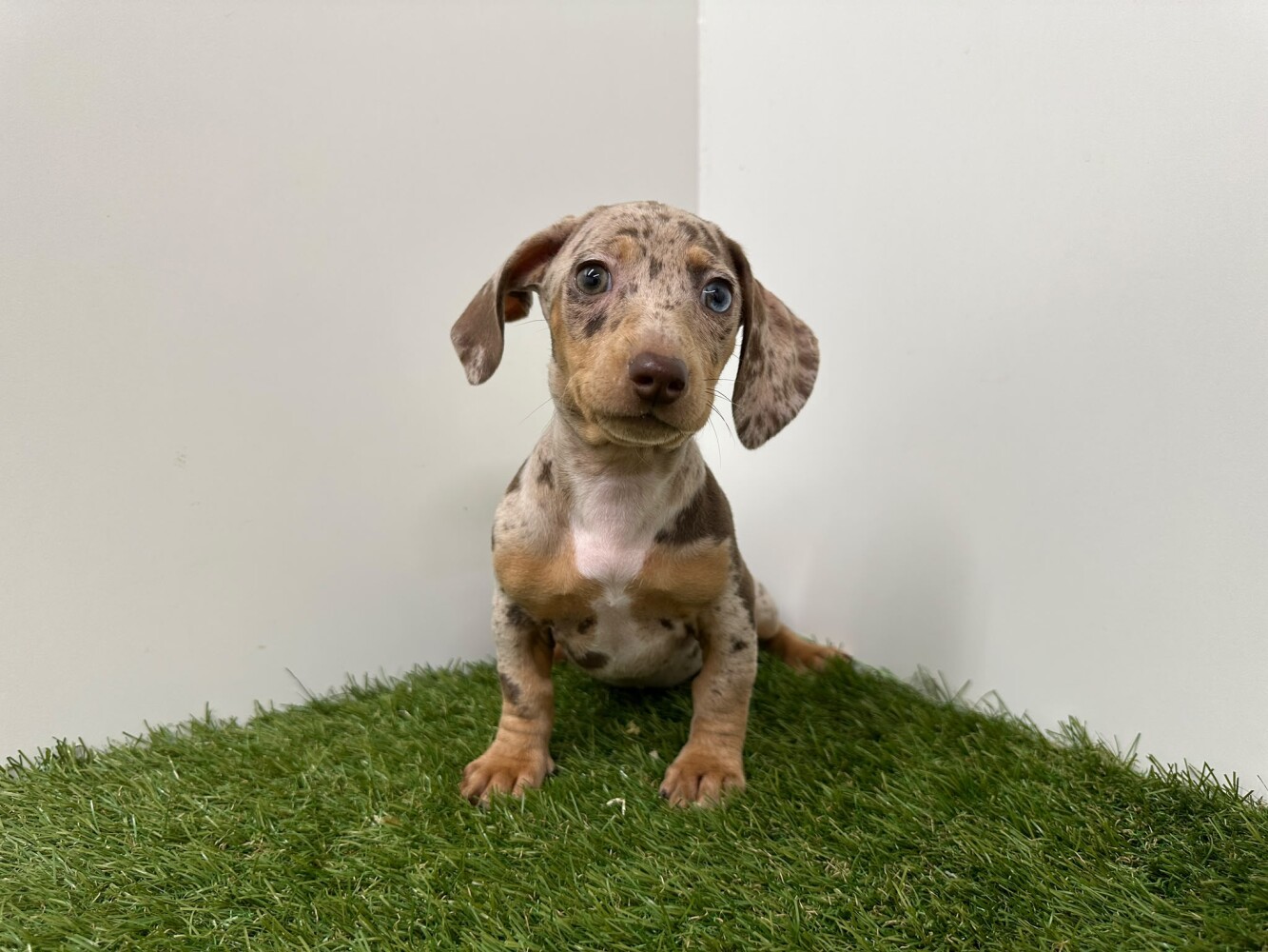 Teckel Vrouwelijk Chocolat Merle - PUP-ID 014729344 | Dierenhof Debrabandere