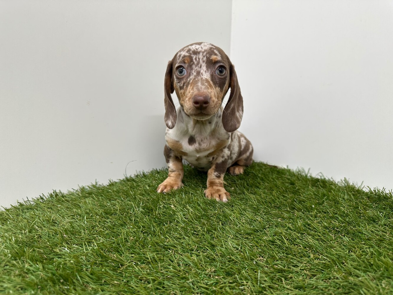 Teckel Vrouwelijk Chocolat Merle - PUP-ID 014729345 | Dierenhof Debrabandere