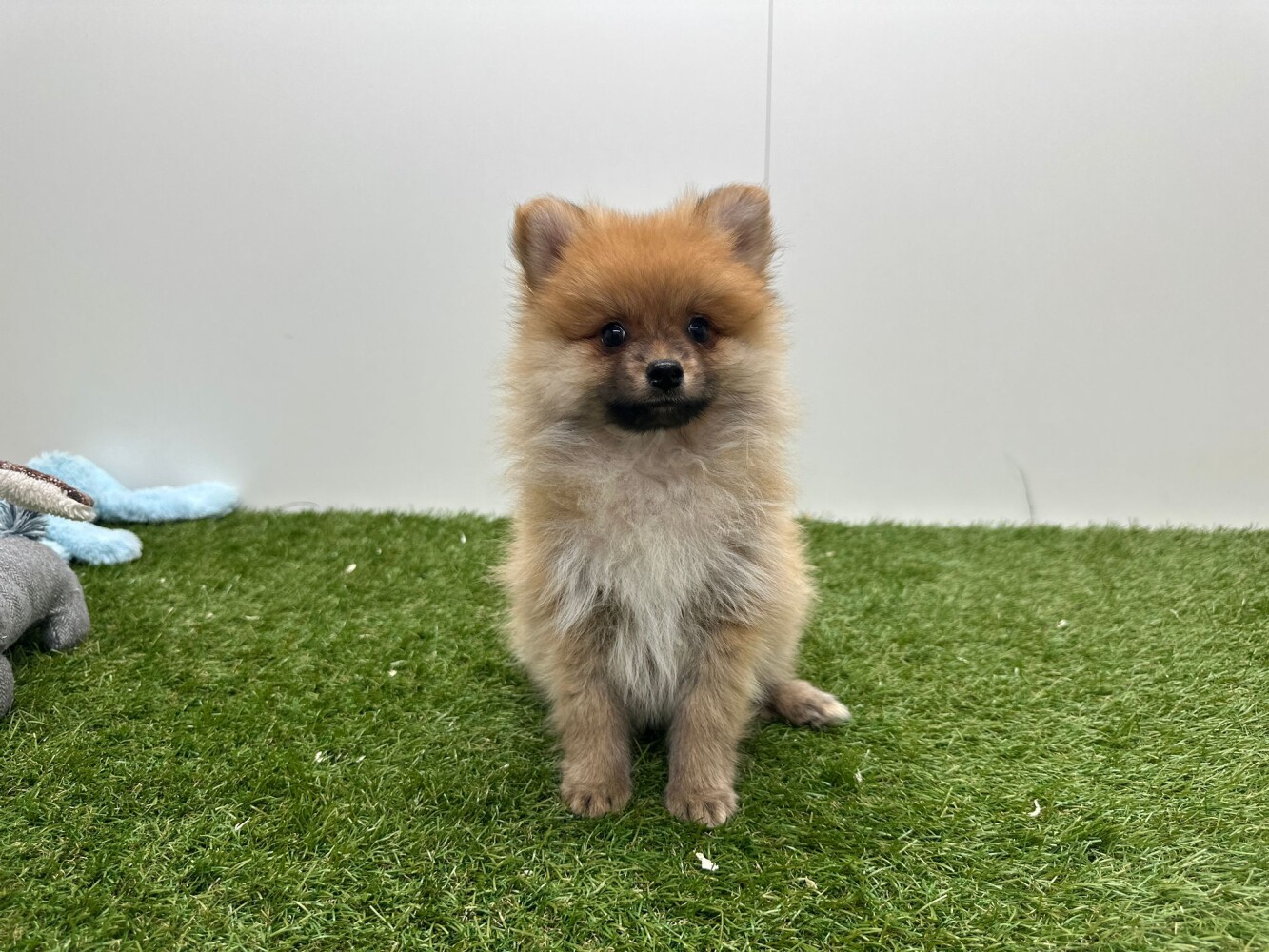 Pomeriaan Mannelijk Orange - PUP-ID 014729346 | Dierenhof Debrabandere