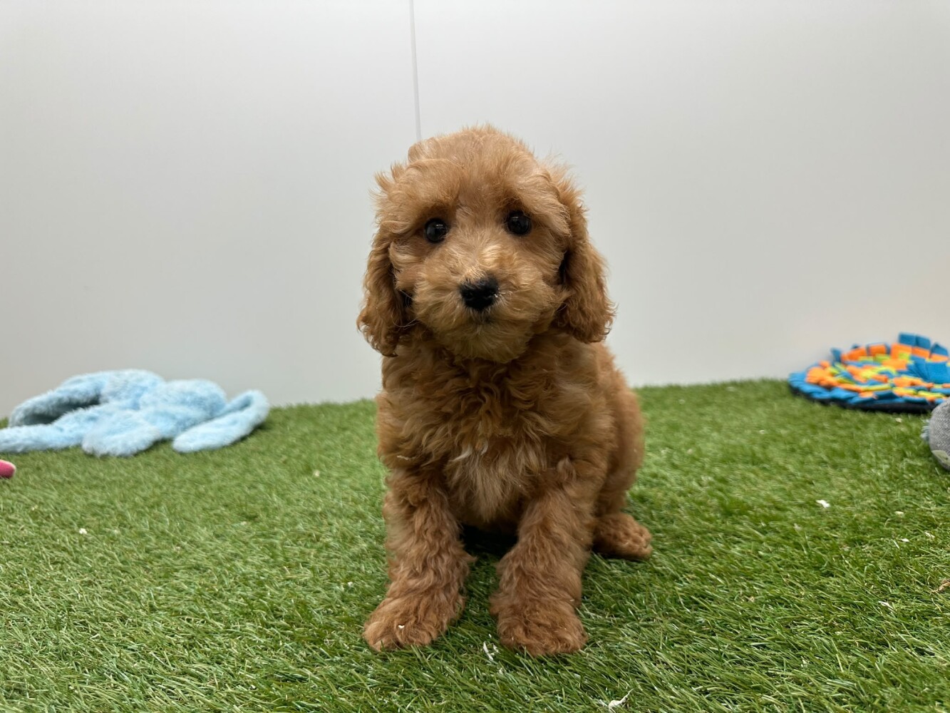Maltipoo Vrouwelijk Abricot - PUP-ID 014729356 | Dierenhof Debrabandere