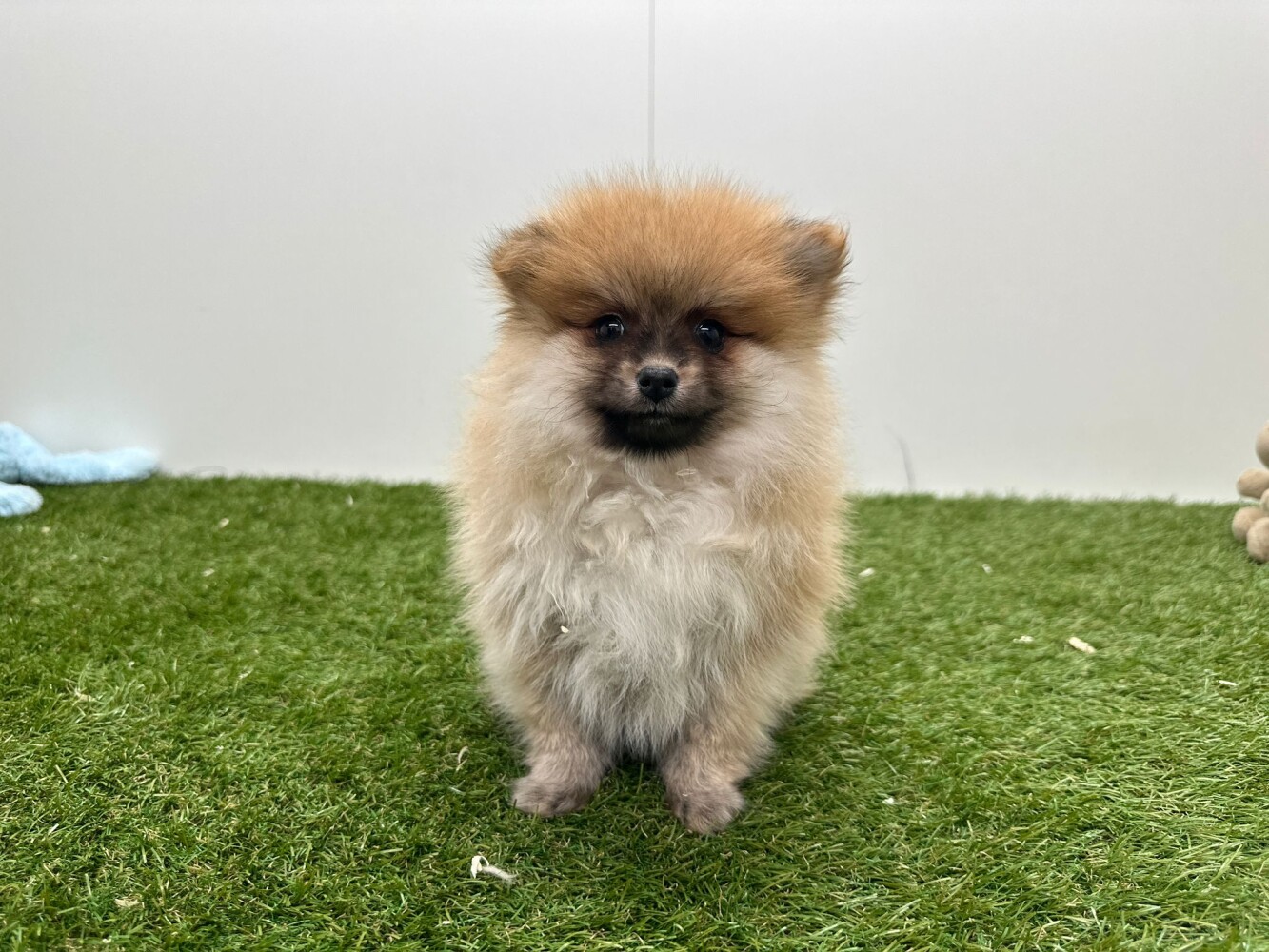 Pomeranian Male Orange - PUP-ID 014729358 | Dierenhof Debrabandere