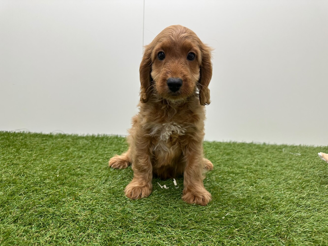 Cockapoo Male Apricot - PUP-ID 014729402 | Dierenhof Debrabandere