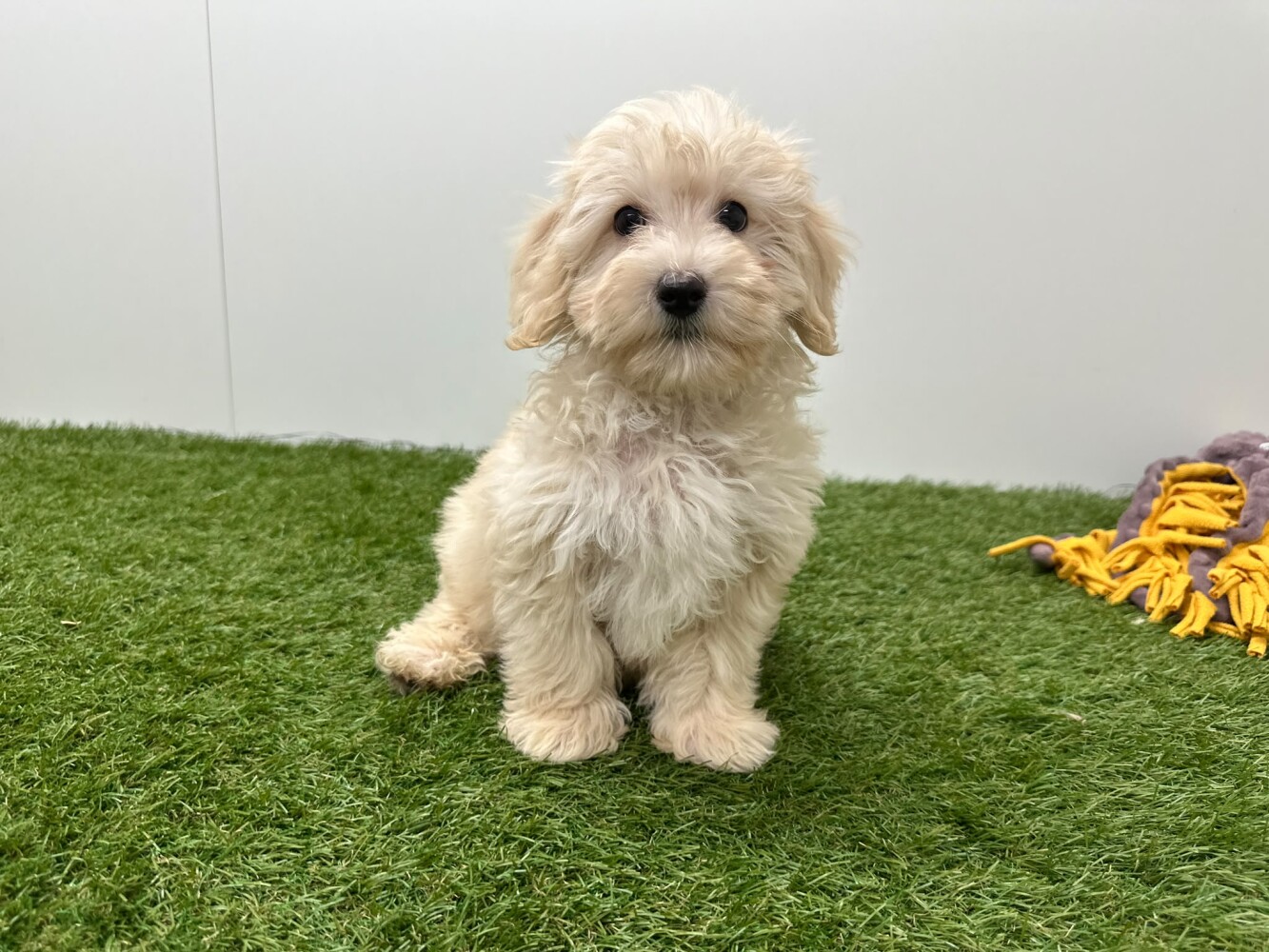 Maltipoo Male Creme - PUP-ID 014729407 | Dierenhof Debrabandere