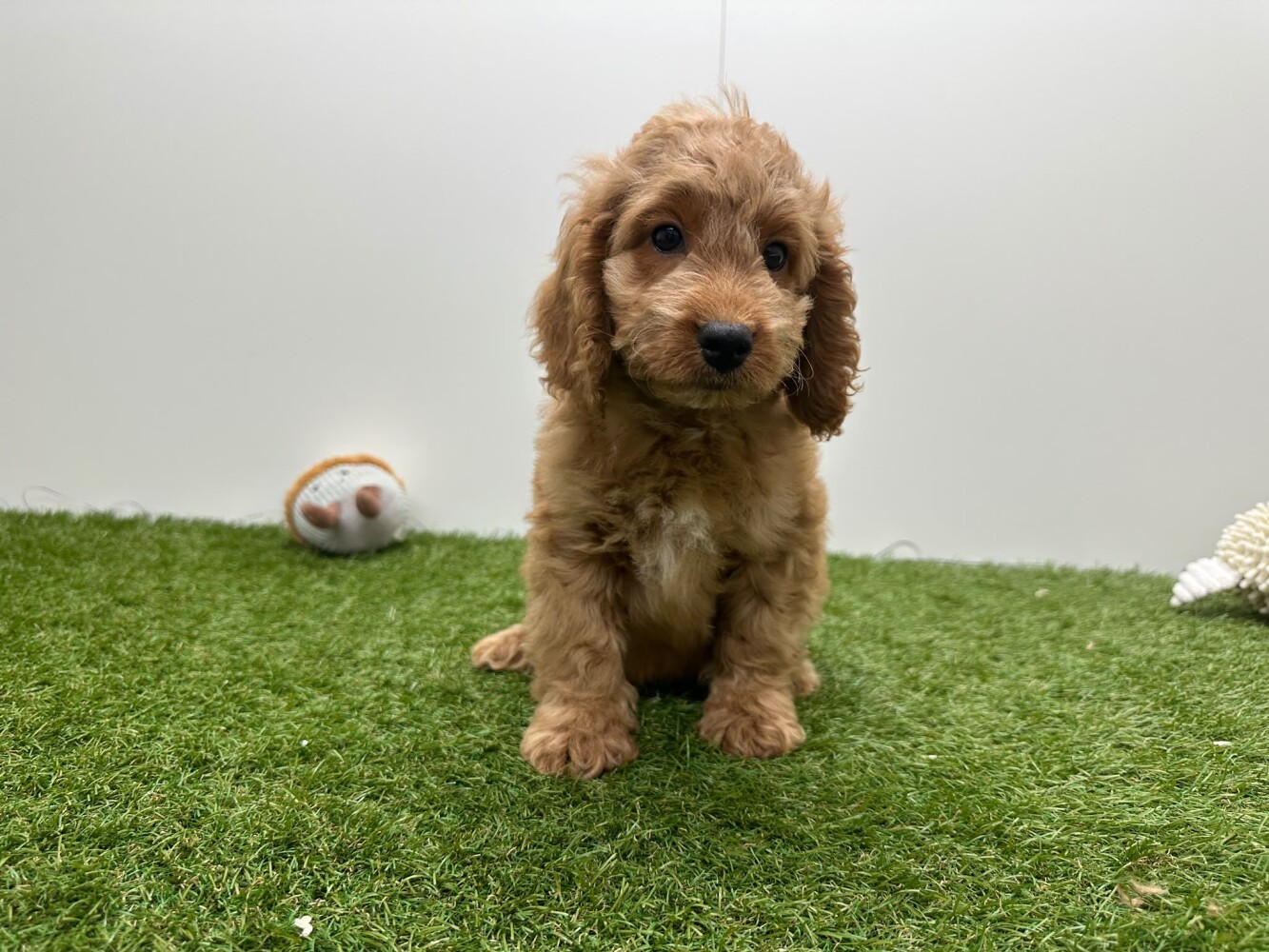 Cockapoo Male Apricot - PUP-ID 014729408 | Dierenhof Debrabandere