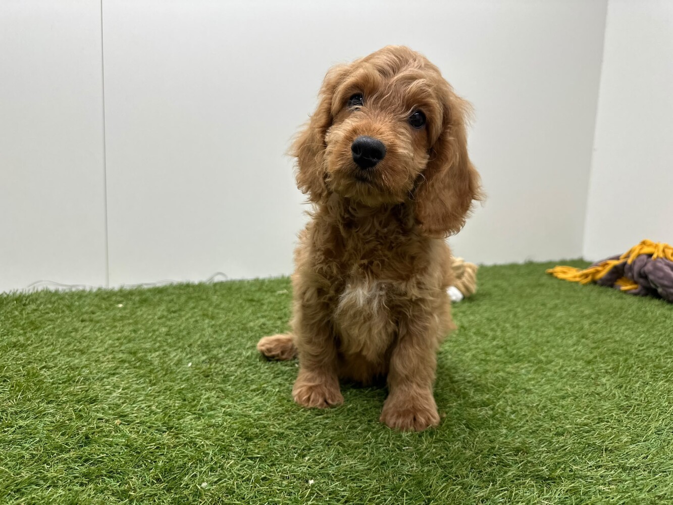 Cockapoo Male Apricot - PUP-ID 014729409 | Dierenhof Debrabandere