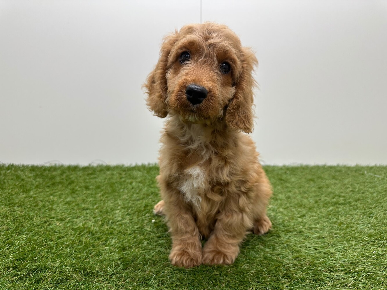 Cockapoo Mannelijk Abricot - PUP-ID 014729410 | Dierenhof Debrabandere