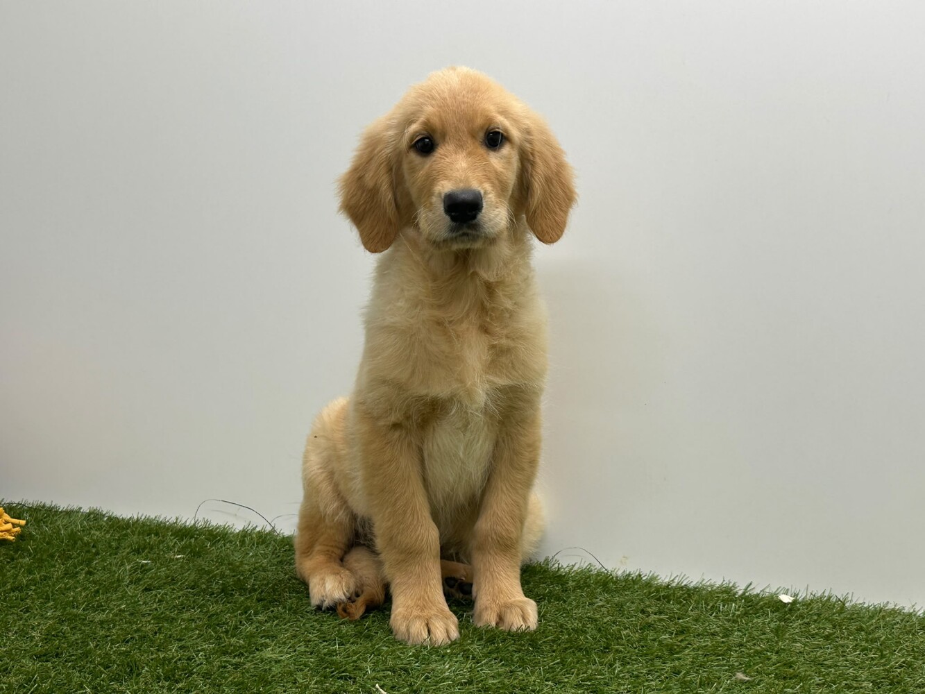 Golden Retriever Female Gold - PUP-ID 014729411 | Dierenhof Debrabandere
