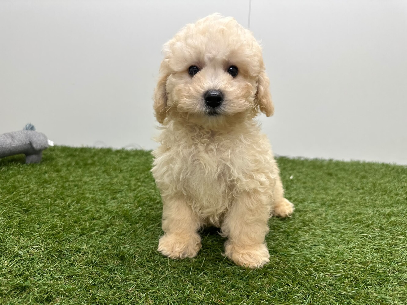 Maltipoo Mannelijk Creme - PUP-ID 014729412 | Dierenhof Debrabandere