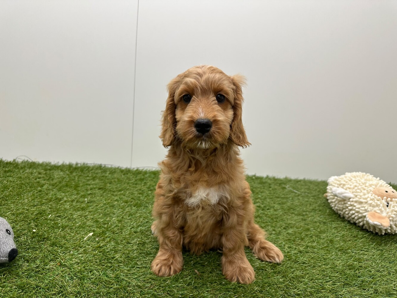 Cockapoo Male Abricot - PUP-ID 014729414 | Dierenhof Debrabandere