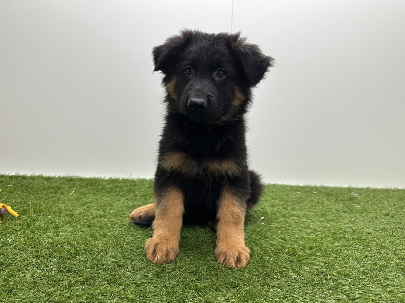 German Shepherd Male Black and Tan - PUP-ID 014729425 | Dierenhof Debrabandere