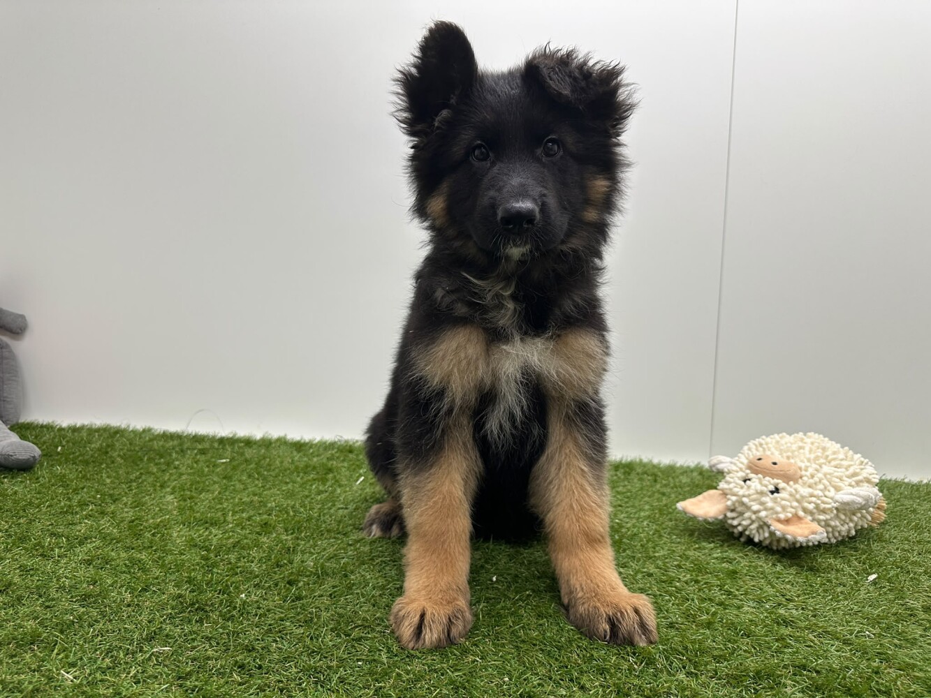 German Shepherd Female Black and Tan - PUP-ID 014729431 | Dierenhof Debrabandere