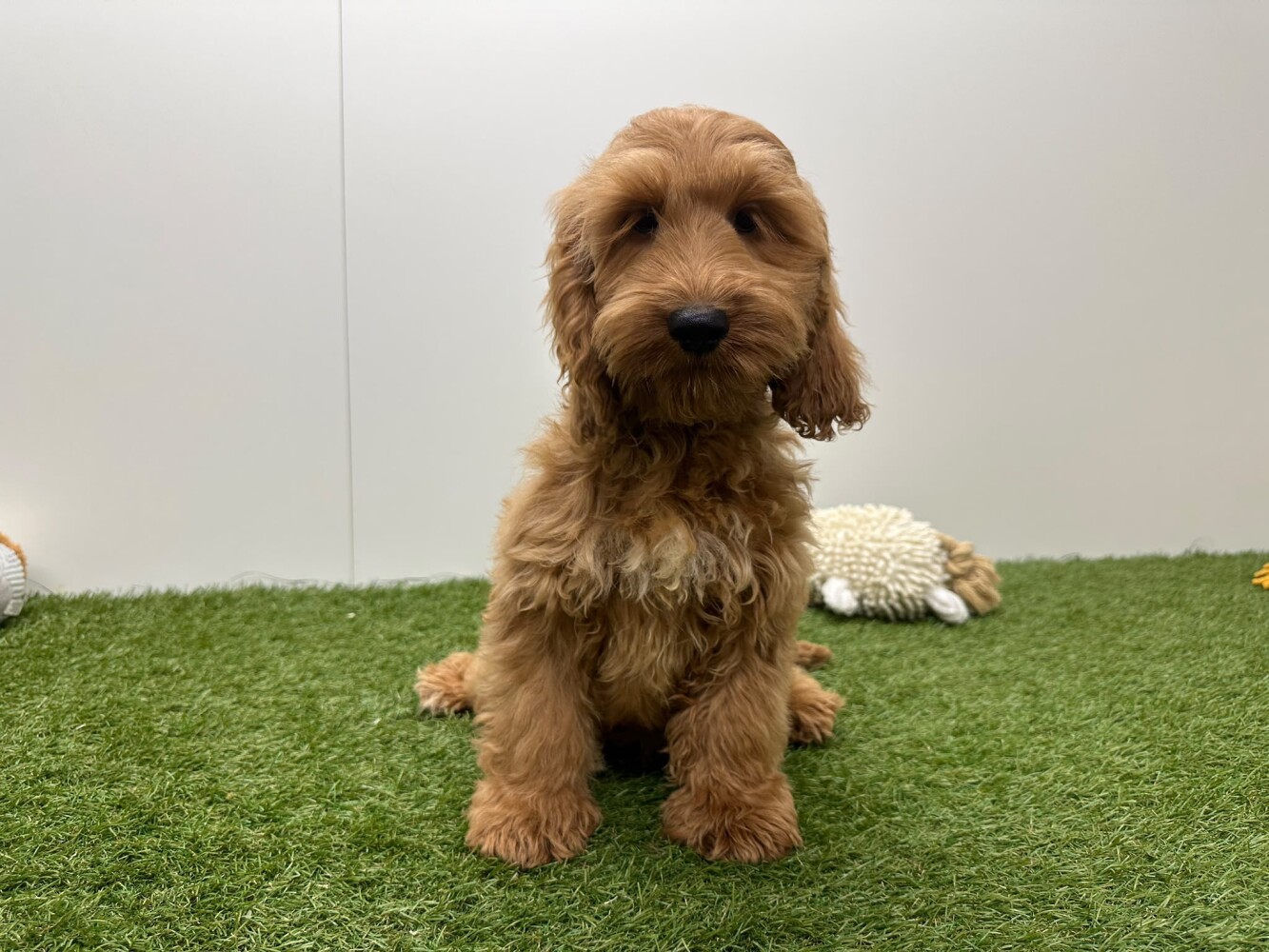 Cockapoo Mannelijk Abricot - PUP-ID 014729441 | Dierenhof Debrabandere