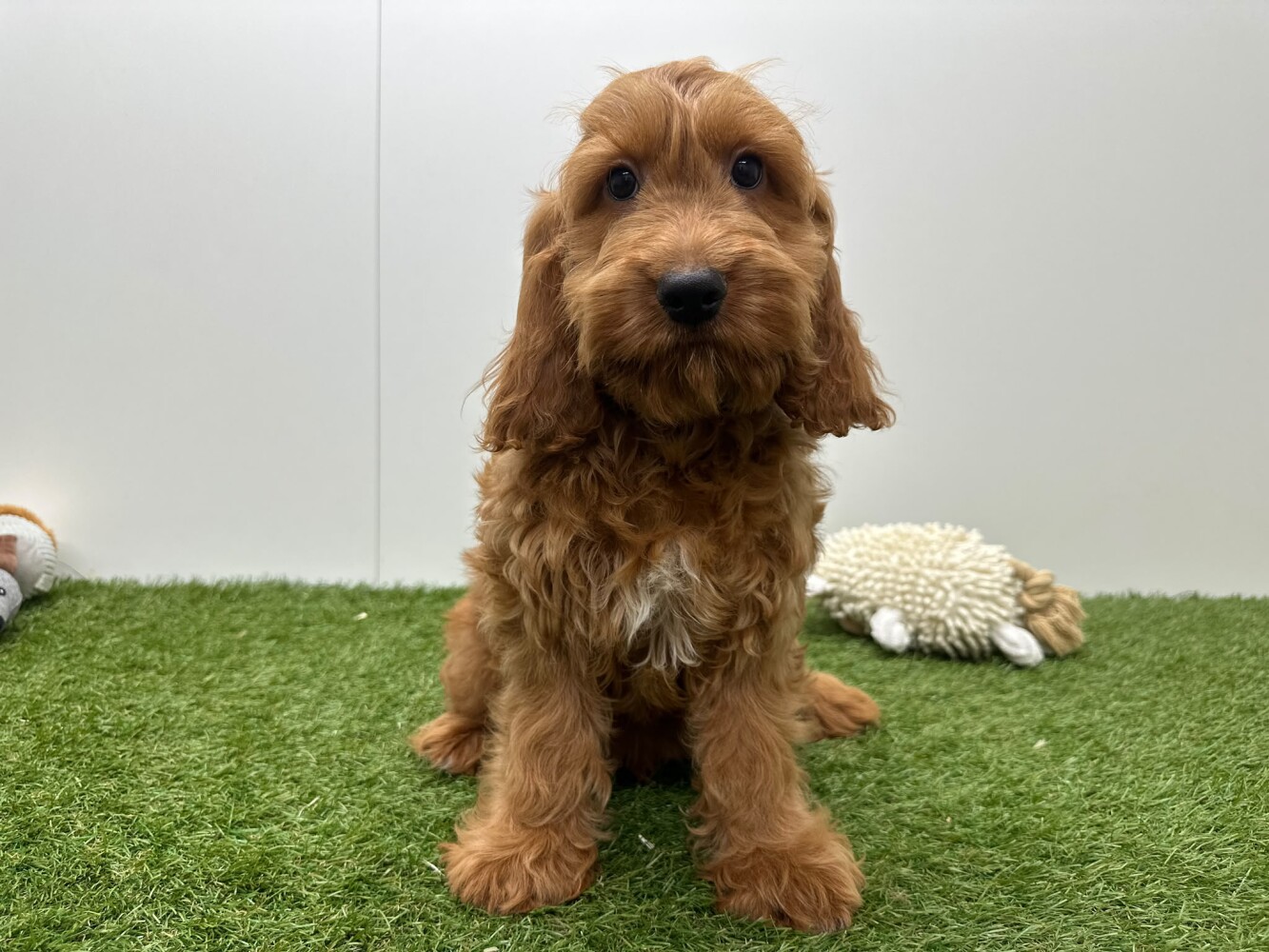 Cockapoo Male Abricot - PUP-ID 014729443 | Dierenhof Debrabandere